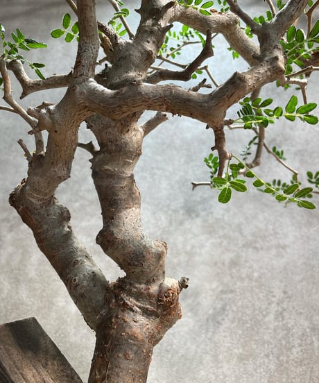 コミフォラ モンストローサ /Commiphora monstrosa　発根済　 (幹幅約3.5cm)　(商品番号mr-11)
