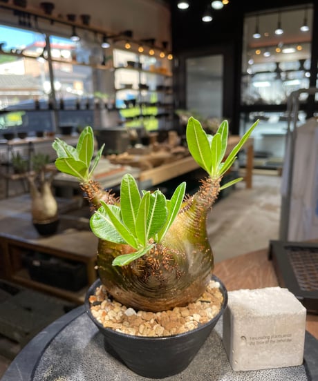 パキポディウム グラキリス　Pachypodium gracilius 　発根済　(gk-511）