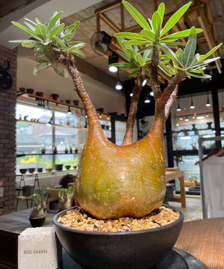 パキポディウム グラキリス　Pachypodium gracilius 　発根済　(gk-485)