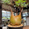 パキポディウム グラキリス　Pachypodium gracilius 　発根済　(gk-485)