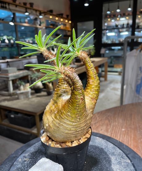 パキポディウム グラキリス　Pachypodium gracilius 　発根済　(gk-513）
