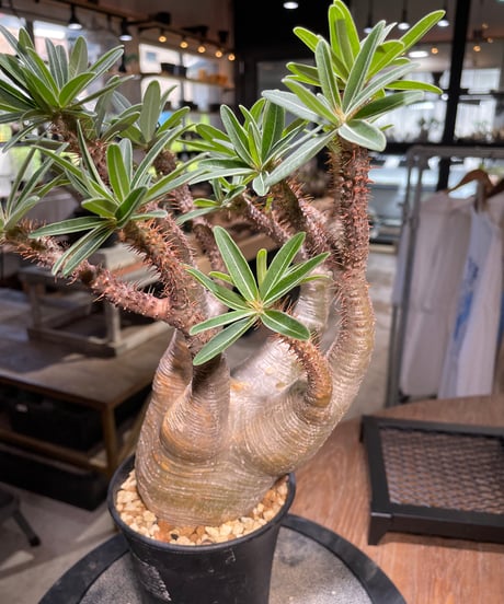 パキポディウム グラキリス　Pachypodium gracilius 　発根済　(gk-504）