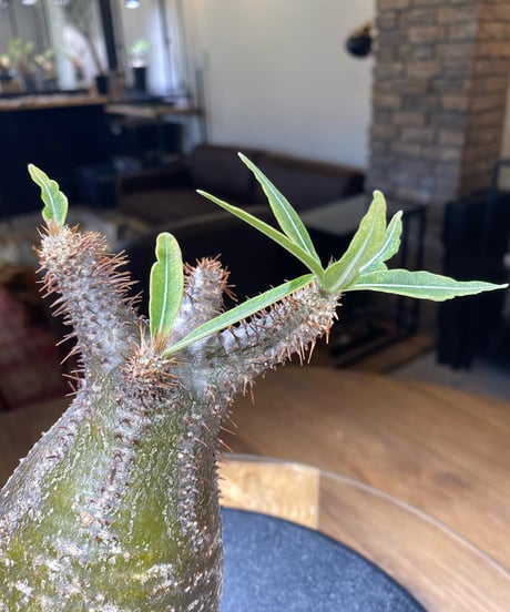 パキポディウム グラキリス　Pachypodium gracilius 　発根済　(商品番号gk-181)
