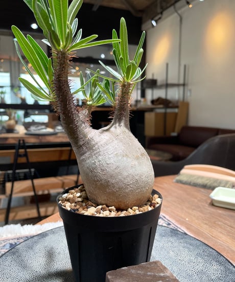 パキポディウム グラキリス　Pachypodium gracilius 　発根済　(gk-398)