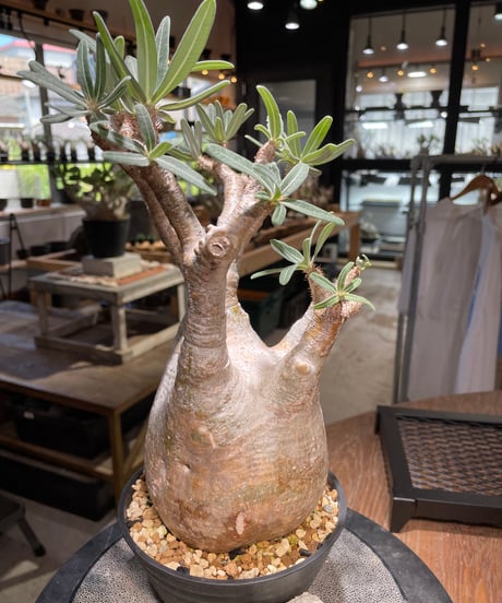 パキポディウム グラキリス　Pachypodium gracilius 　発根済　(gk-498）