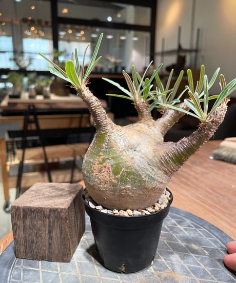 パキポディウム グラキリス　Pachypodium gracilius 　発根済　(gk-382)