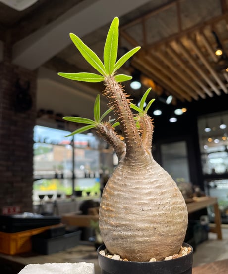 パキポディウム グラキリス　Pachypodium gracilius 　発根済　(gk-488)
