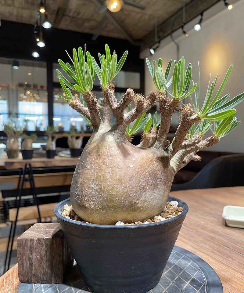 パキポディウム グラキリス Pachypodium gracilius 発根済 (gk-40