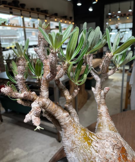 パキポディウム グラキリス　Pachypodium gracilius 　発根済　(gk-560)
