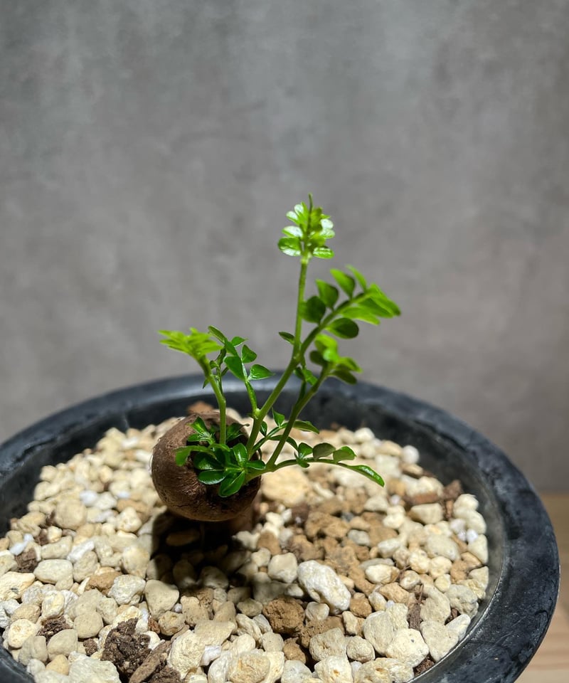 オペルクリカリア パキプス 根差し (商品番号PP-57) | RISE-CAUDEX ONL