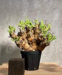 チレコドン レティキュラータス　Tylecodon reticulatus　万物想 　発根済　(商品番号cr-11)