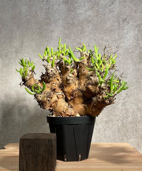 CATEGORY Tylecodon reticulatus(チレコドン レティキュラータス)