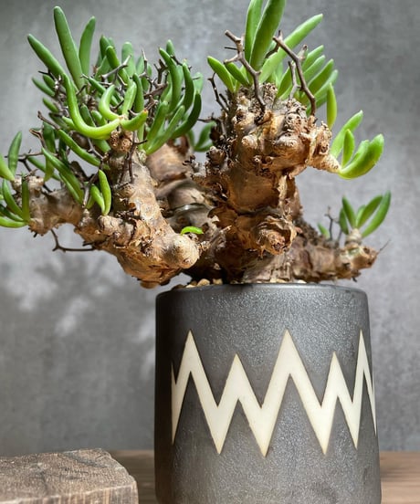 チレコドン レティキュラータス　Tylecodon reticulatus　万物想 　発根済　(商品番号cr-12valiem)VALIEM 　BLOCK　sizeM　(VALIEM巾着、タグ付き)