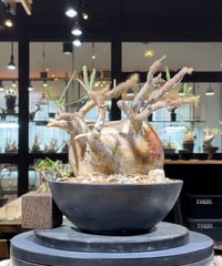 パキポディウム グラキリス Pachypodium gracilius 発根済 (gk-33