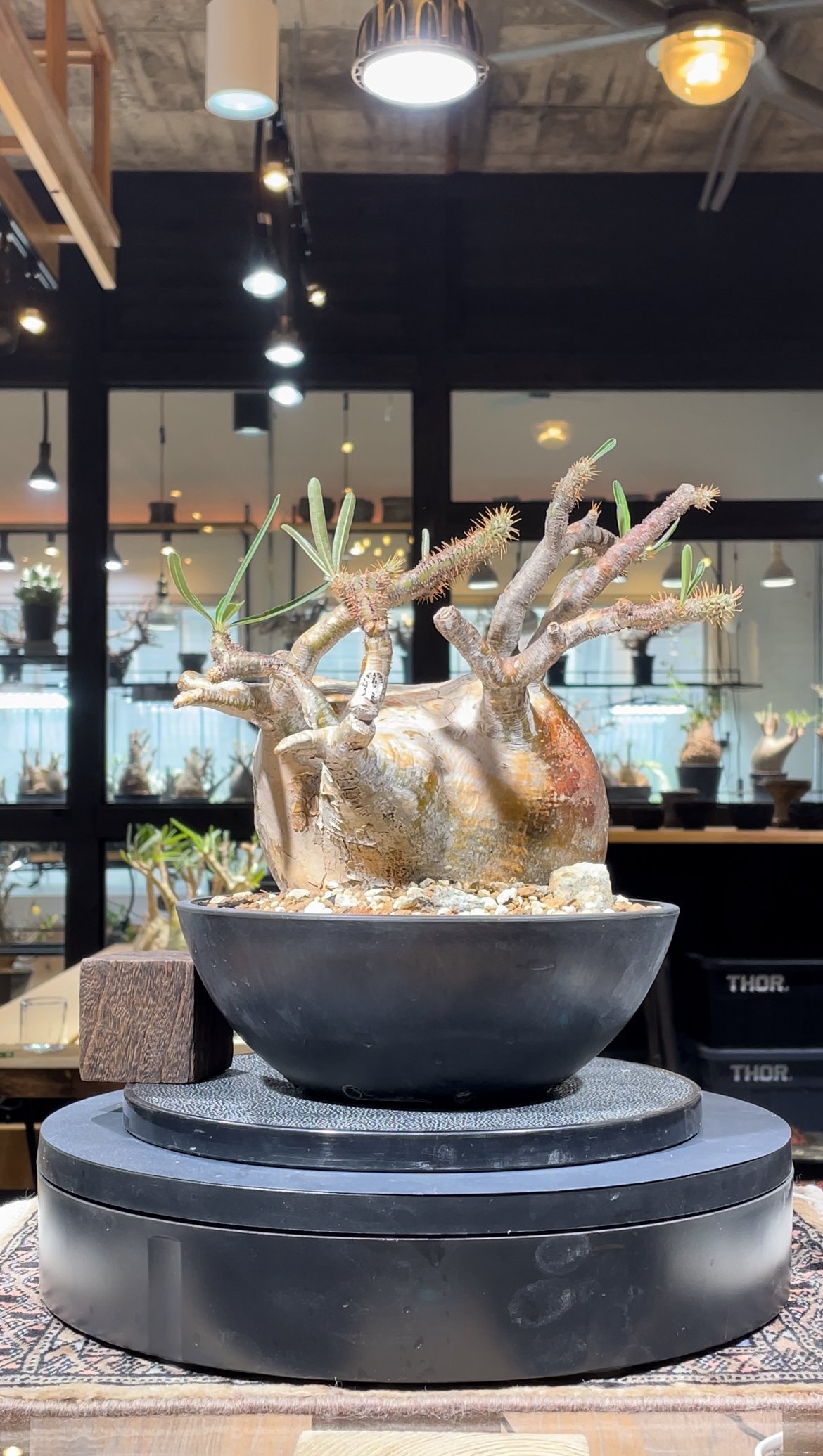 パキポディウム グラキリス Pachypodium gracilius 発根済 (gk-34