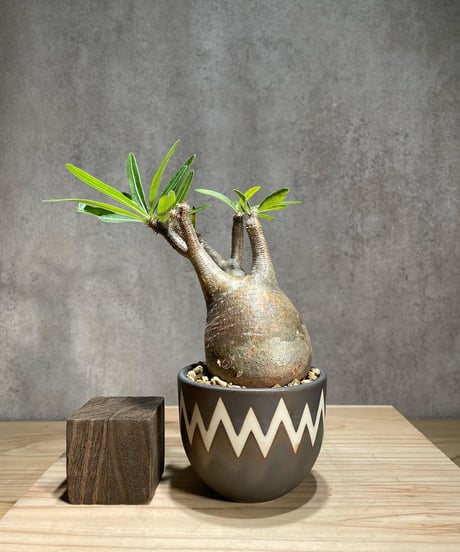 パキポディウム グラキリス　Pachypodium gracilius 　発根済　(商品番号gk-80valiem)  VALIEM 　(VALIEMタグ付き)