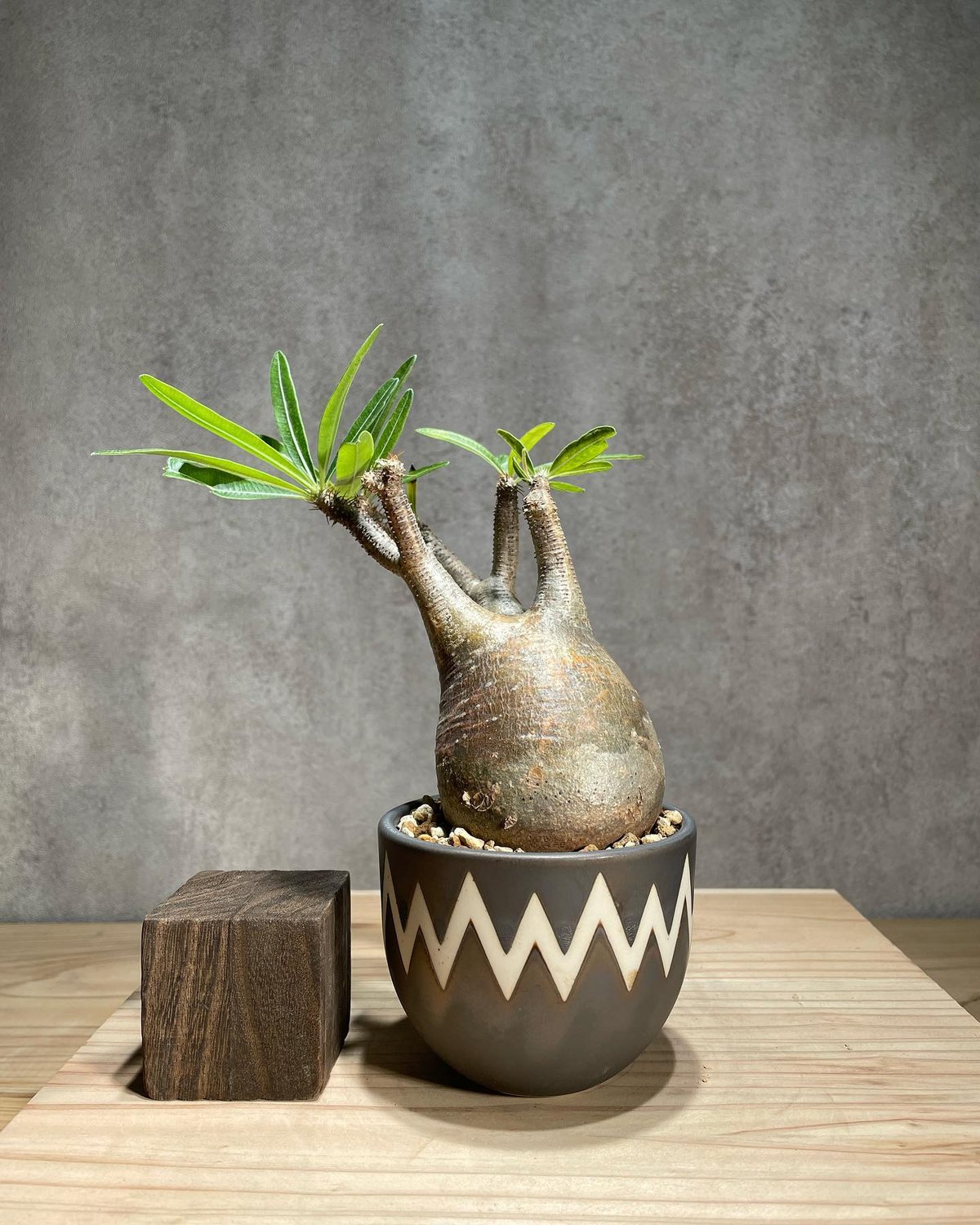 GIRUVI Pachypodium Gracilius グラキリス Pachypodium Gracilius Price : 40,000YEN オープンハウスで実際