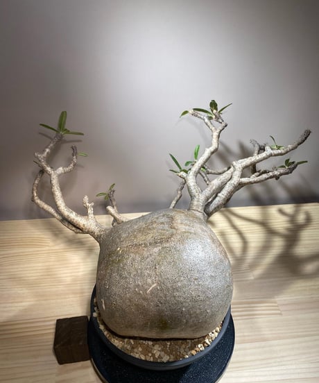 パキポディウム グラキリス　Pachypodium gracilius 　発根済　(商品番号gk-121)