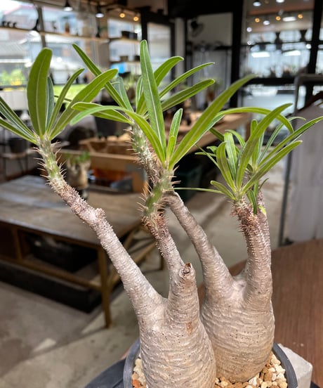 パキポディウム グラキリス　2頭　Pachypodium gracilius 　発根済　(gk-481)