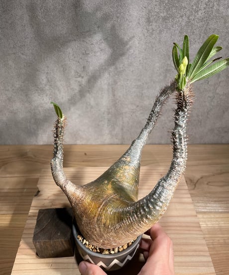 パキポディウム グラキリス　Pachypodium gracilius 　発根済　(商品番号gk-92valiem)  VALIEM 　(VALIEMタグ付き)