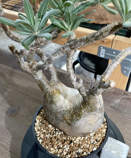 パキポディウム グラキリス　Pachypodium gracilius 　発根済　(gk-428)
