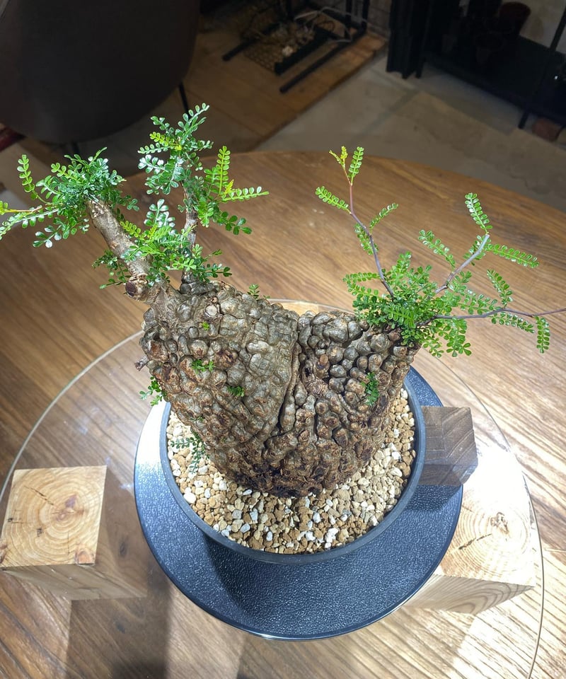 オペルクリカリア パキプス／Operculicarya pachypus 発根済