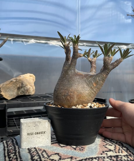 パキポディウム グラキリス　Pachypodium gracilius 　発根済　(gk-416)