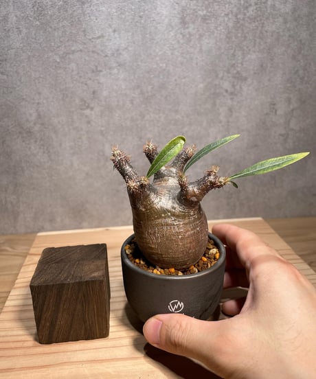 パキポディウム グラキリス　Pachypodium gracilius 　発根済　(商品番号gk-64valiem)  VALIEM 　BOWL　sizeXS　(VALIEMタグ付き)
