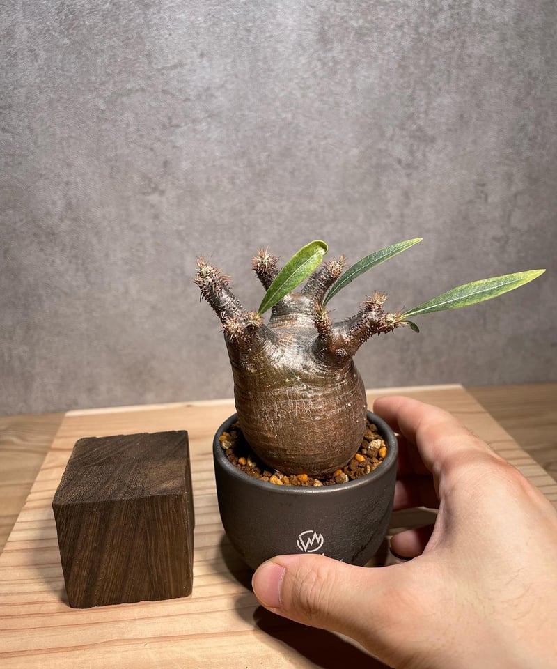 パキポディウム グラキリス Pachypodium gracilius 発根済 (商品 パキポディウム グラキリス Pachypodium gracilius 発根済 (商品