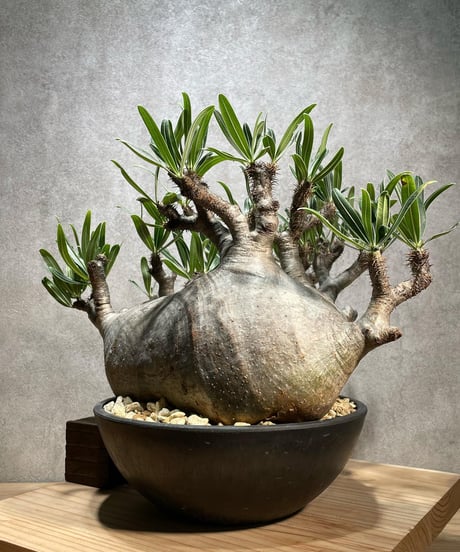 パキポディウム グラキリス　Pachypodium gracilius 　発根済　(商品番号gk-66)