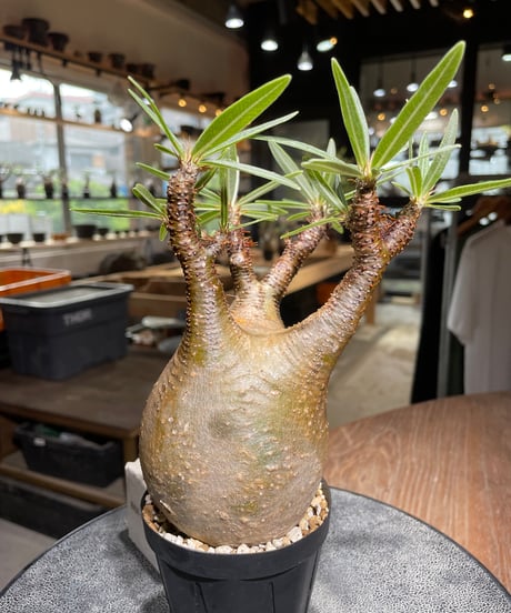 パキポディウム グラキリス　Pachypodium gracilius 　発根済　(gk-526）