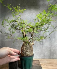 オペルクリカリア パキプス／Operculicarya pachypus 発根済 (商品番号P