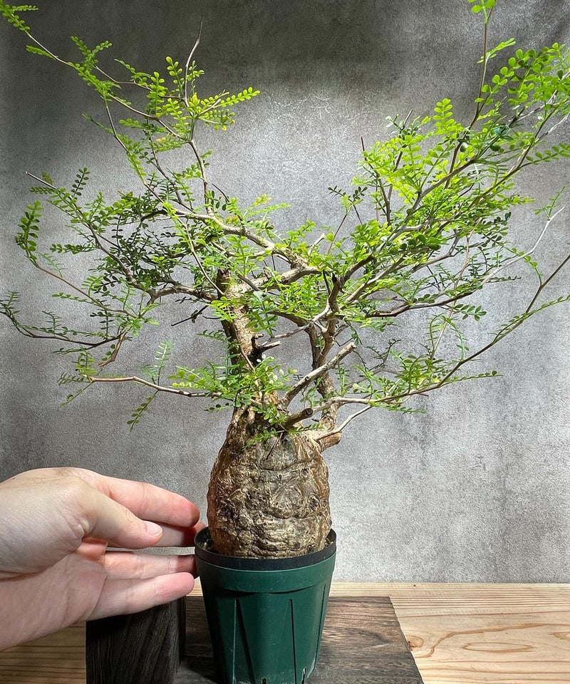 良樹形 （パキプス） 中株／発根済／ワイド枝張り・荒肌塊根の迫力◎ 良樹形 （パキプス） 中株／発根済／ワイド枝張り・荒肌塊根の迫力