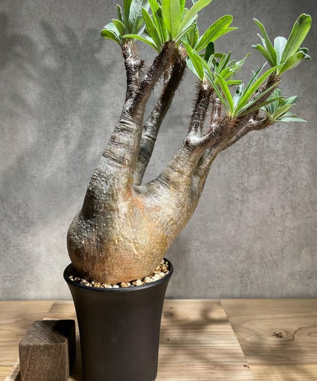 パキポディウム グラキリス　Pachypodium gracilius 　発根済　(商品番号gk-77)