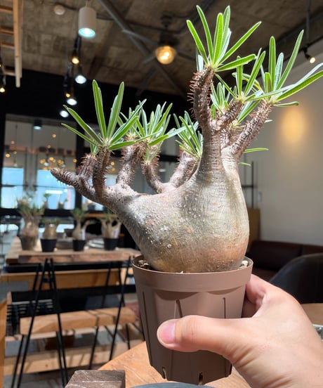 パキポディウム グラキリス　Pachypodium gracilius 　発根済　(gk-405)