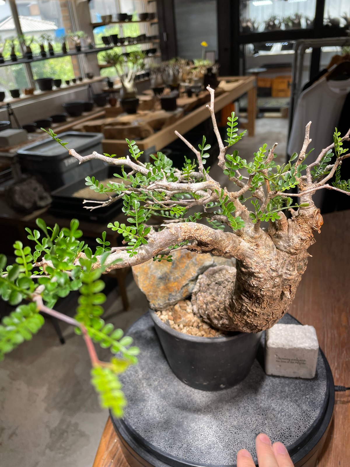 オペルクリカリア パキプス／Operculicarya pachypus 発根済 (商品番号P