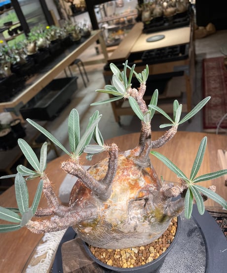 パキポディウム グラキリス　Pachypodium gracilius 　発根済　(gk-247)