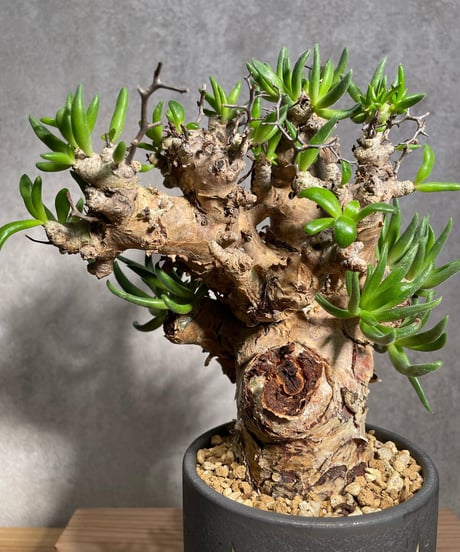 チレコドン レティキュラータス　Tylecodon reticulatus　万物想 　発根済　(商品番号cr-15valiem)VALIEM 　BLOCK　sizeM　(VALIEM巾着、タグ付き)