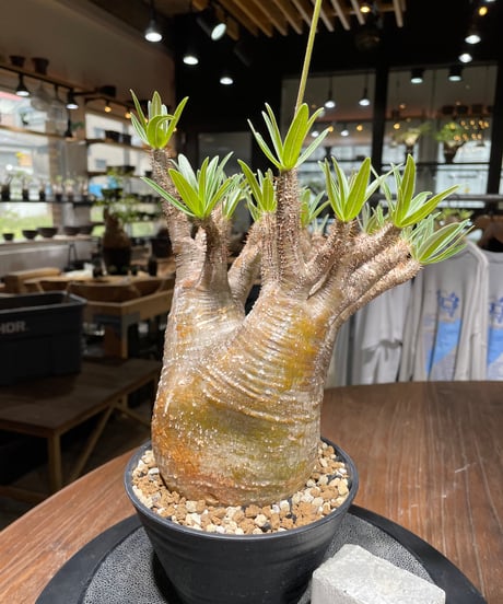 パキポディウム グラキリス　Pachypodium gracilius 　発根済　(gk-442）