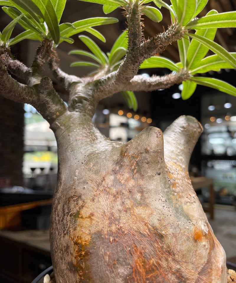 パキポディウム グラキリス Pachypodium gracilius 発根済 (gk-49