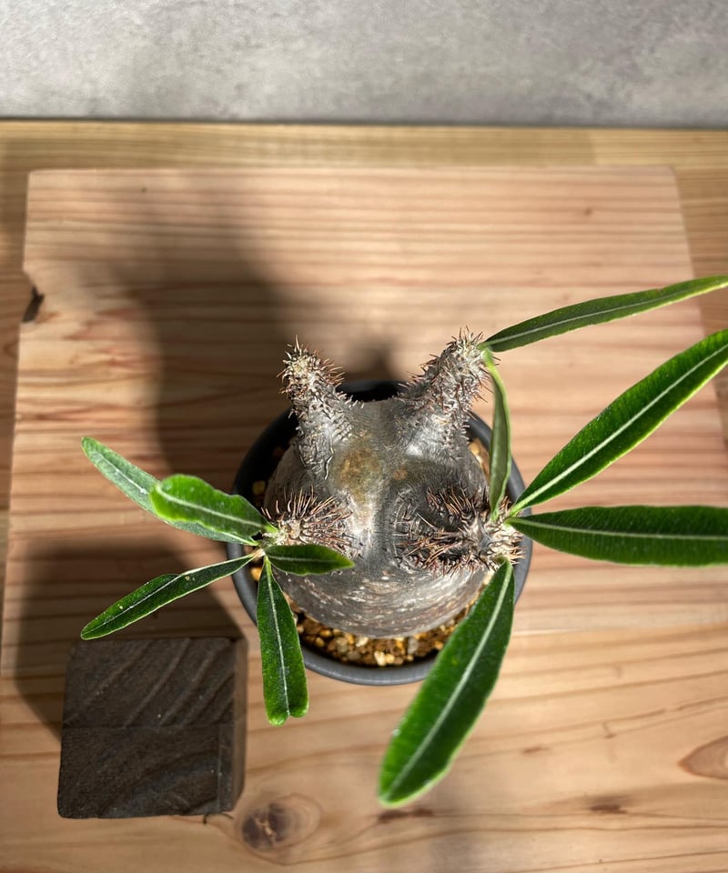 パキポディウム グラキリス Pachypodium gracilius 発根済 (商品