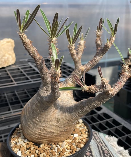 パキポディウム グラキリス　Pachypodium gracilius 　発根済　(gk-417)