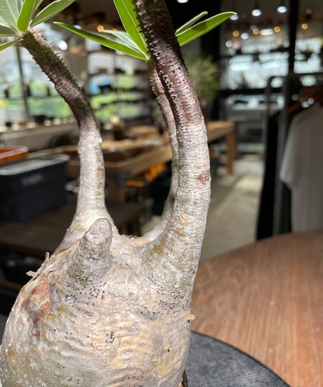 パキポディウム グラキリス　Pachypodium gracilius 　発根済　(gk-525）