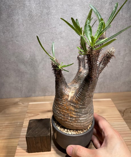 パキポディウム グラキリス　Pachypodium gracilius 　発根済　(商品番号gk-72valiem)  VALIEM 　(VALIEMタグ付き)