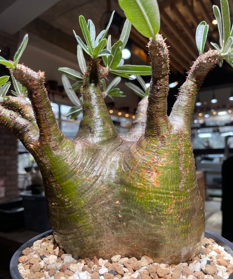 パキポディウム グラキリス　Pachypodium gracilius 　発根済　(gk-535)