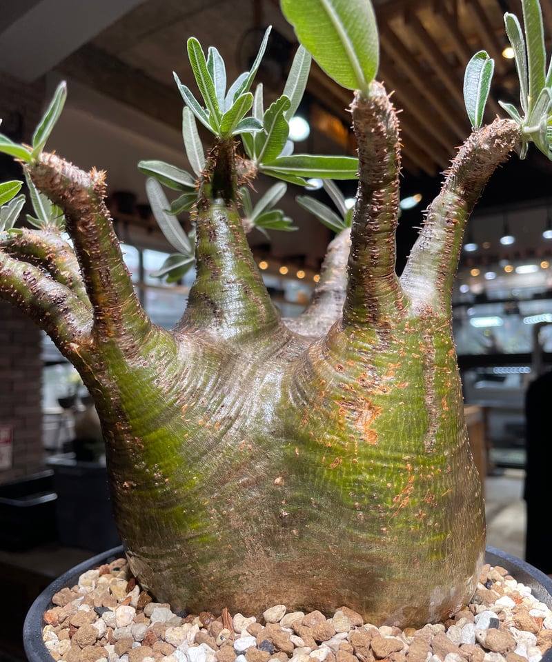 パキポディウム グラキリス 発根済pachypodhium Graci パキポディウム グラキリス Pachypodium gracilius 発根済 (gk-53