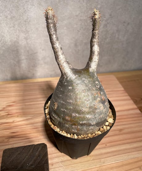パキポディウム グラキリス　Pachypodium gracilius 　発根済　(商品番号gk-36)