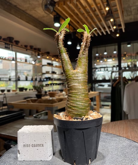 特価‼️グラギリス　コレクション株　コーデックス早い物勝ち‼️ 特価‼️グラギリス コレクション株 コーデックス早い物勝ち