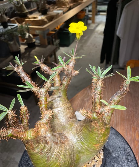 パキポディウム グラキリス　Pachypodium gracilius 　発根済　(gk-533)