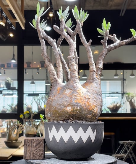 CATEGORY VALIEM鉢植込み | RISE-CAUDEX ONLINE STORE CATEGORY VALIEM鉢植込み | RISE-CAUDEX ONLINE STORE